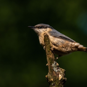 Redwell   20 06 2020   D800   Les 95.jpg